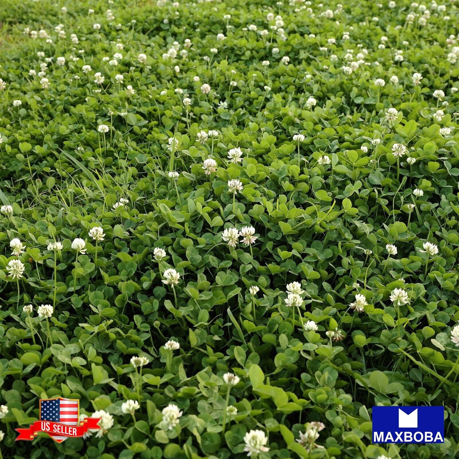 250 White Dutch Clover Perennial Cover Crop Seeds Non-GMO