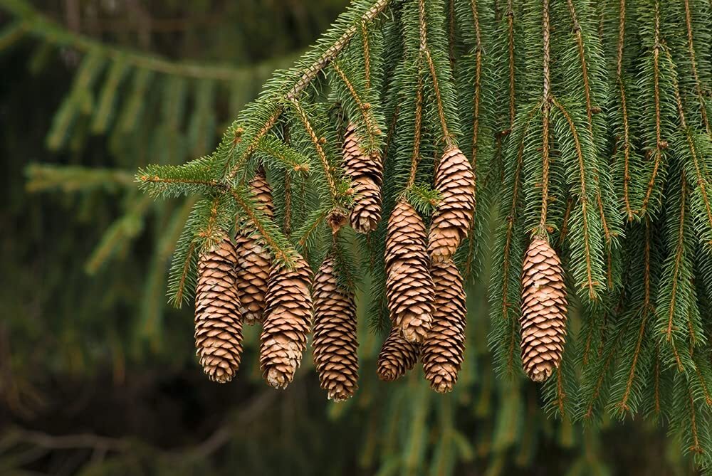 Norway Spruce Tree Seeds – 50 Seeds – Beautiful Evergreen Tree Seeds – Picea Abi