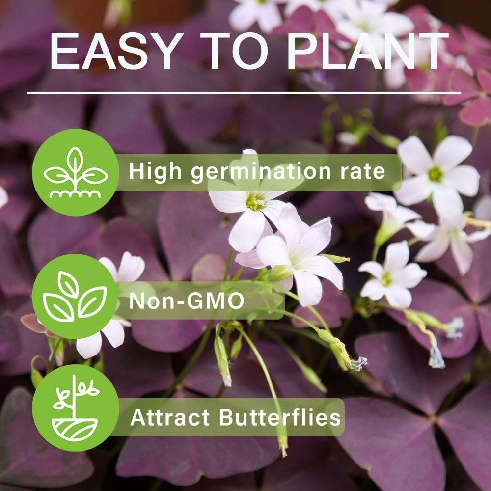 Purple Oxalis Triangularis Bulbs – Vibrant Summer Blooms for Indoor & Outdoor…