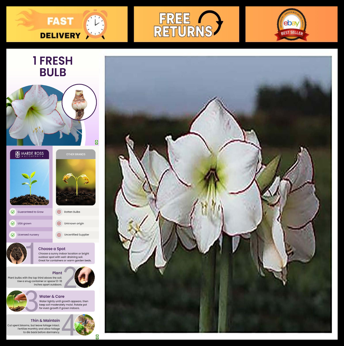 Large White Amaryllis Bulb for Planting – Pink/Red Edges, 4-8 Blooms, 16-24″ Tal