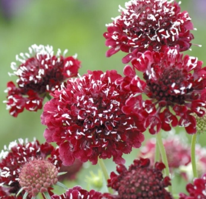 100+ Scabiosa Fire King seeds