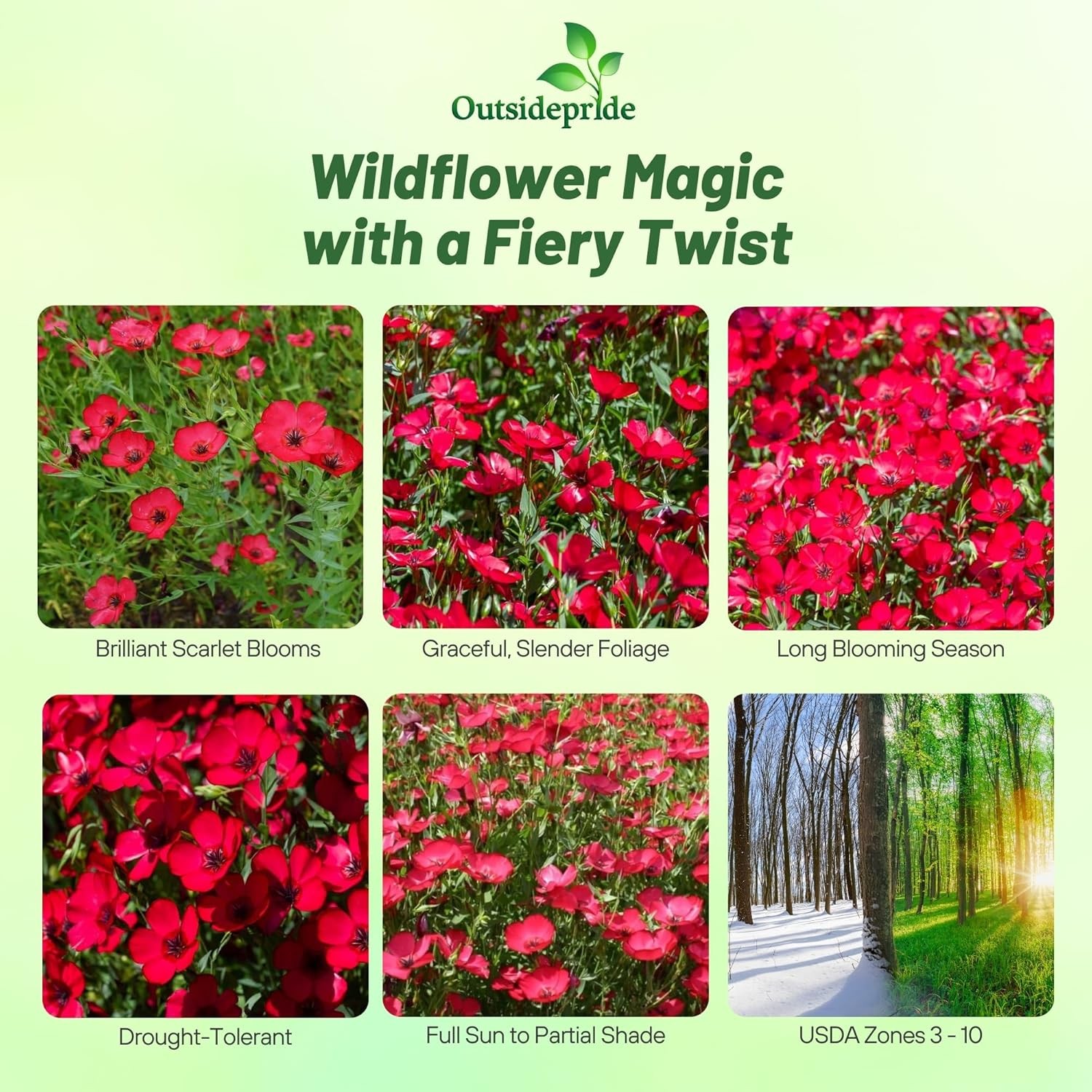 1 LB Drought Tolerant Linum Rubrum Scarlet Flax Wildflower Seed