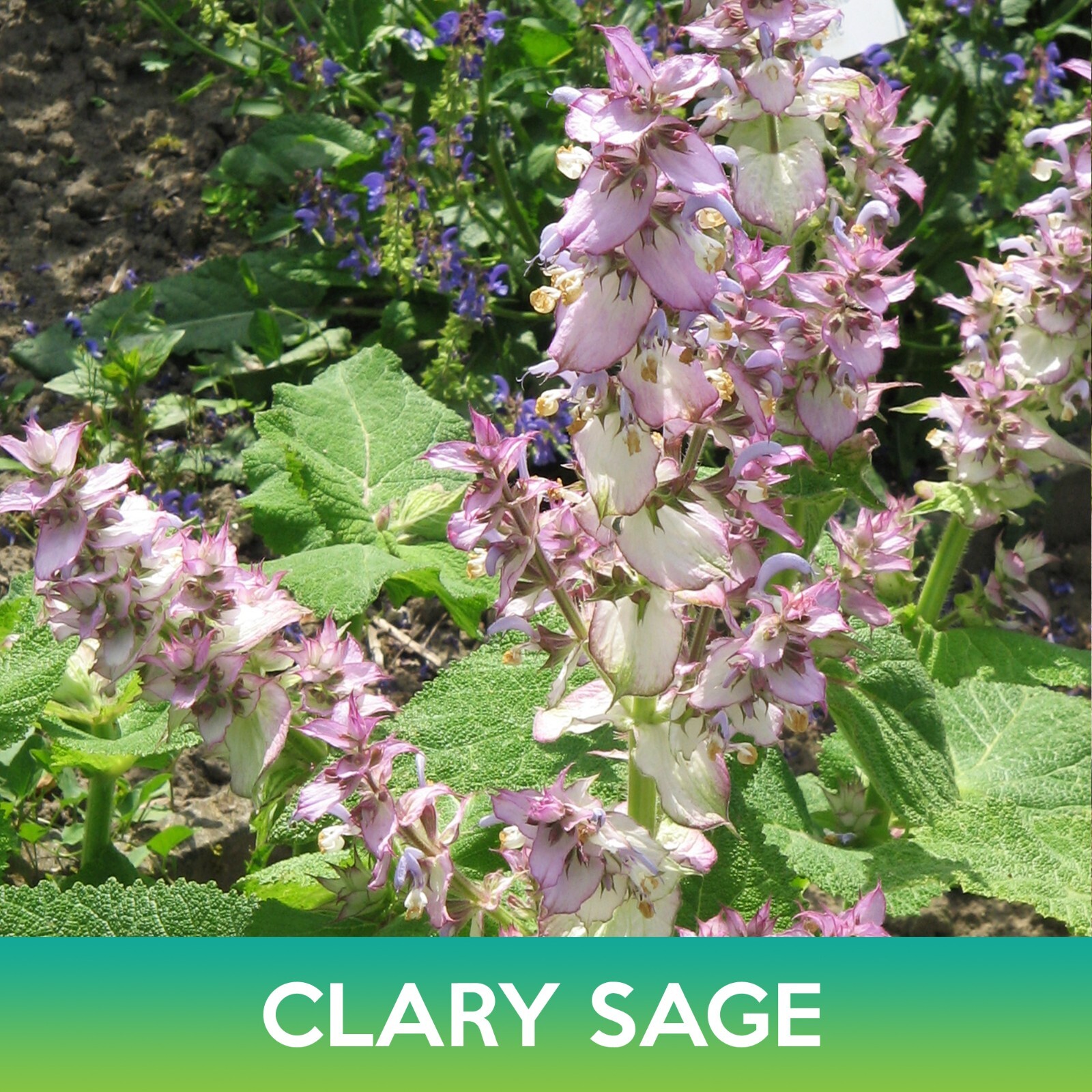 Bluish White Clary Sage Seeds, Salvia sclarea