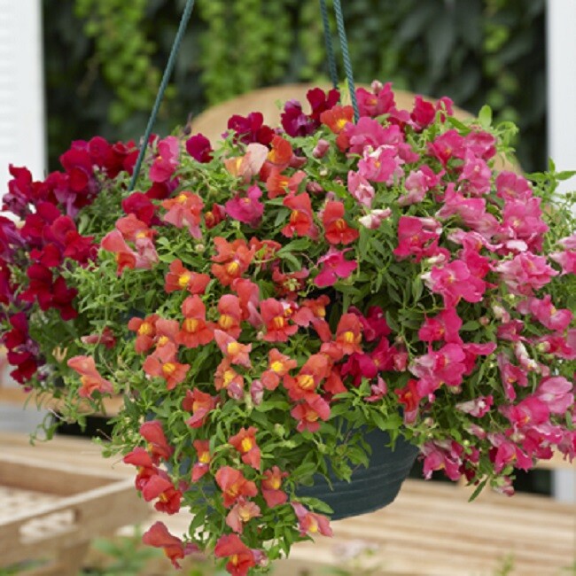 Snapdragon Seeds Candy Showers Mix 15 Multi Pelleted Seeds Trailing