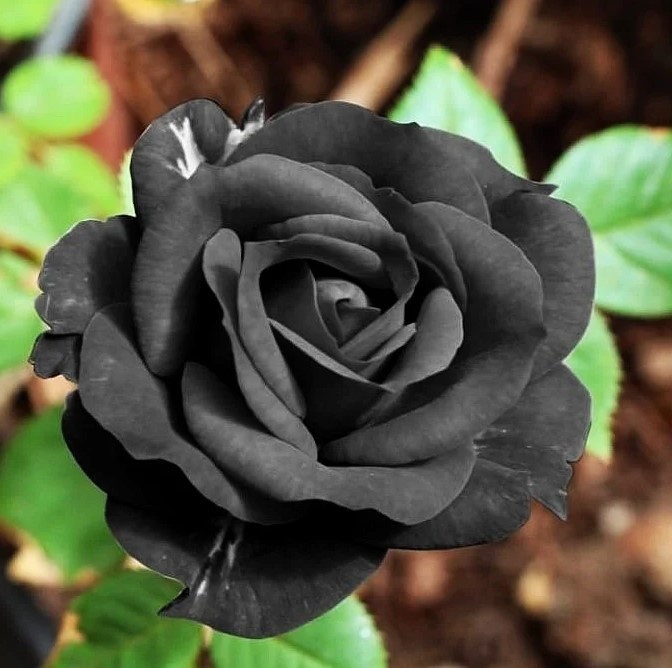 The Black Rose of Halfeti Seeds – Pack 30 Seeds – Rose Flower Gardening