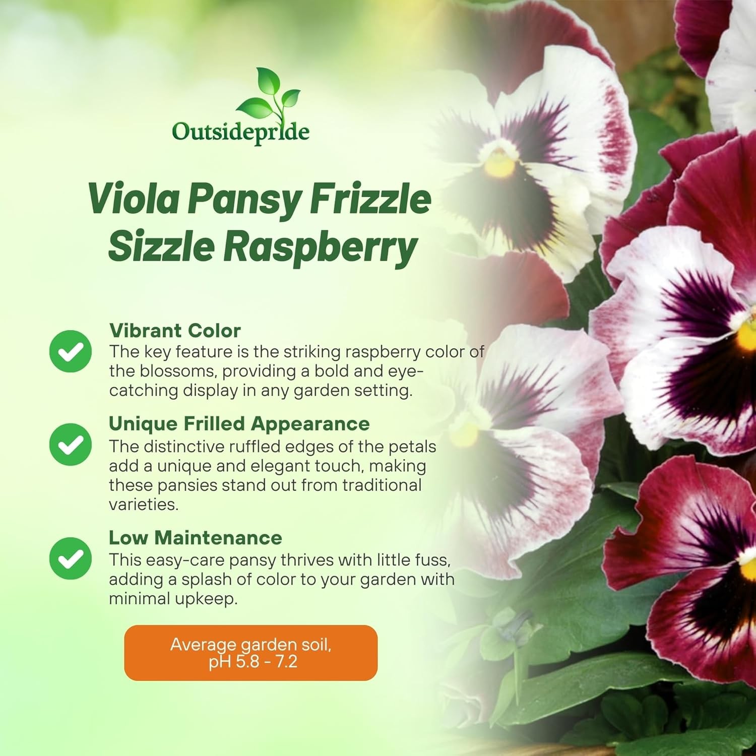 50 Seeds Pansy Flower Seeds – Pansy Frizzle Sizzle Rasberry