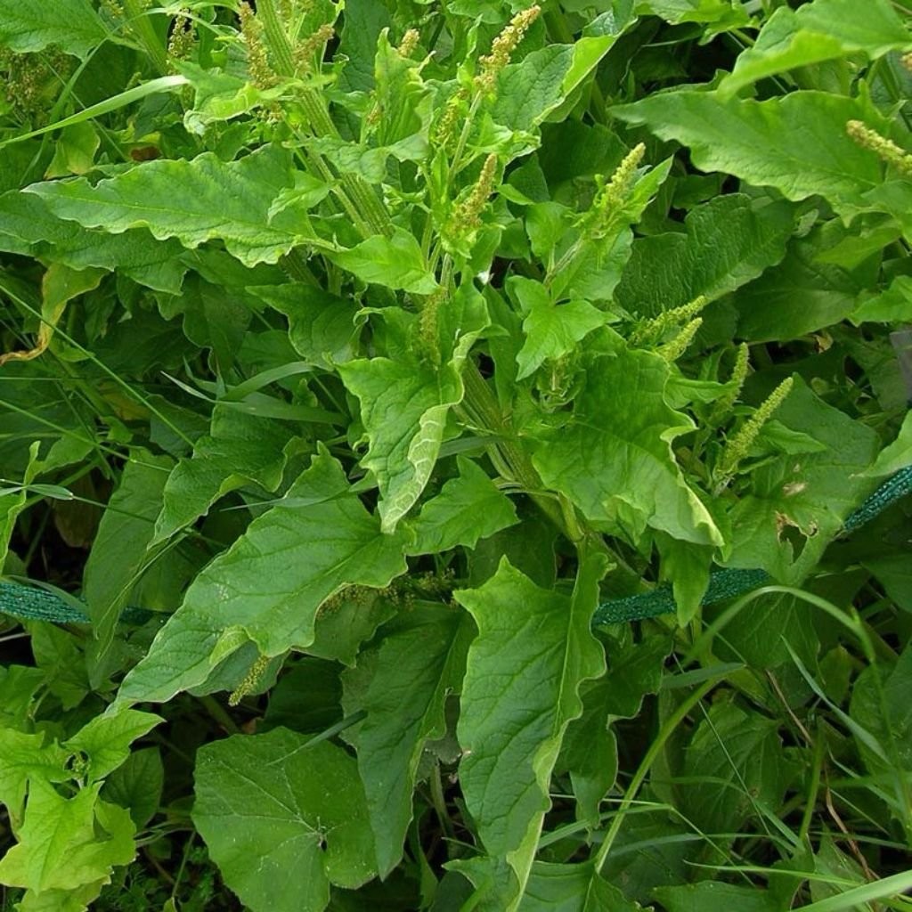 – Good King Henry Seeds for Planting – Rare Perennial Edible Herb – Chenopodi…