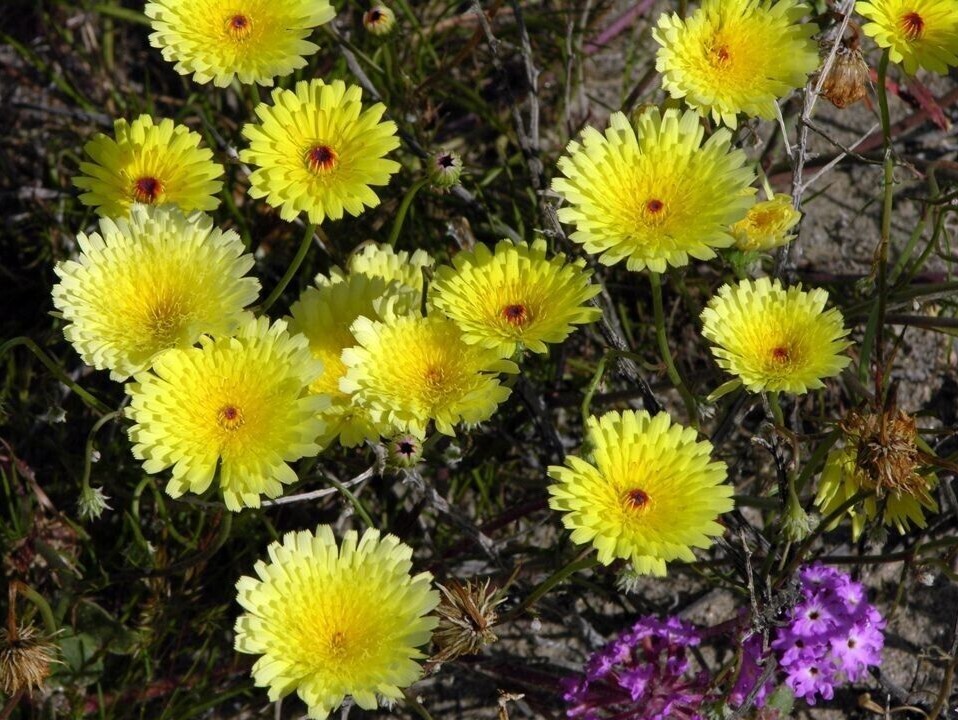 Desert Dandelion Seeds (Malacothrix glabrata) -30 seeds-