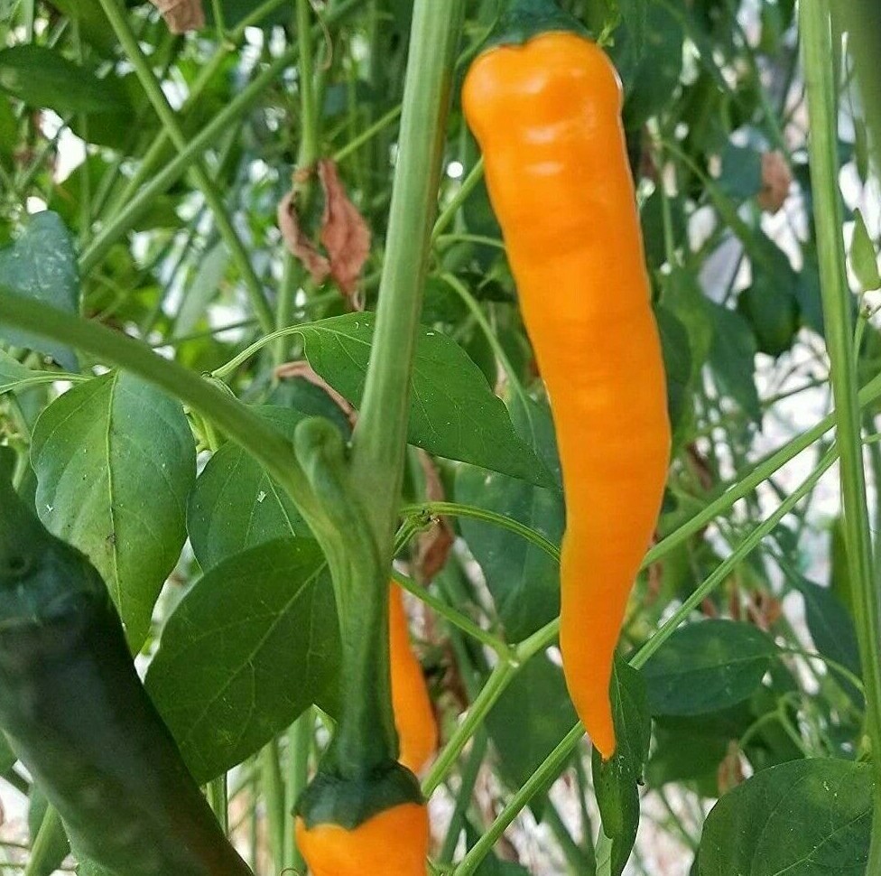 ORANGE CAYENNE PEPPER SEEDS 30+ SEEDS rare SPICY hot pepper SALSA FREE SHIPPING