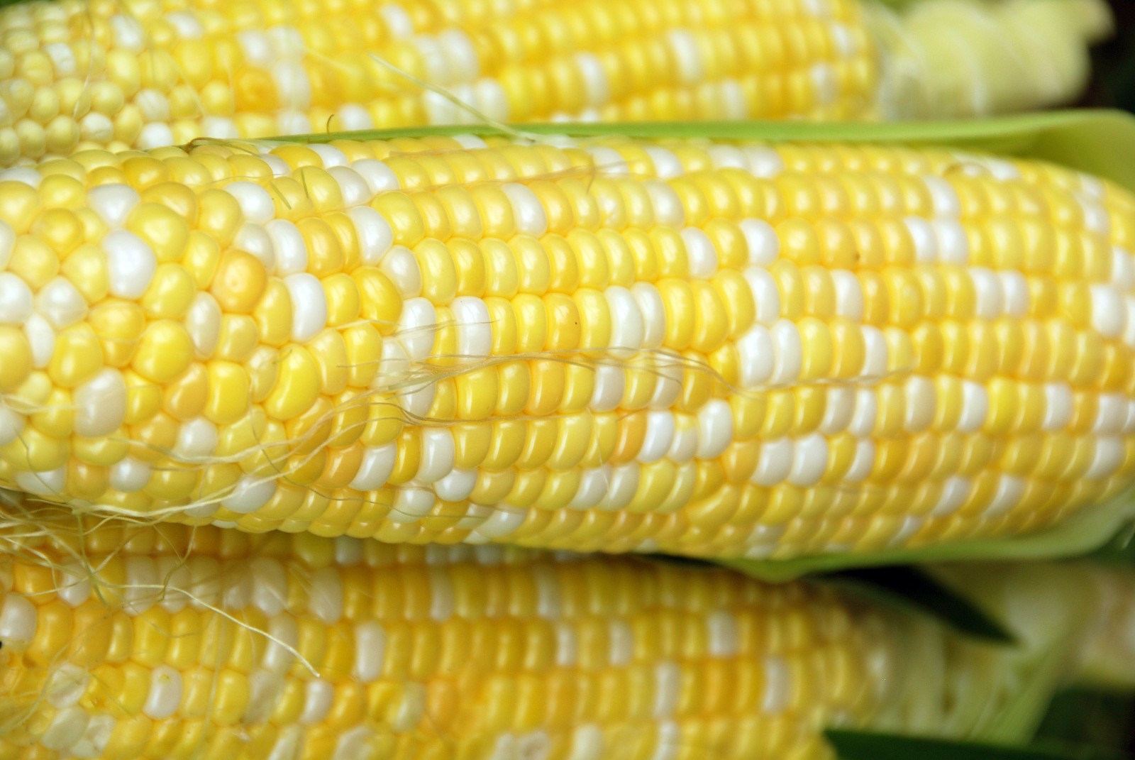 Peaches And Cream Hybrid Bicolor Sweet Corn Seeds Free Shipping!