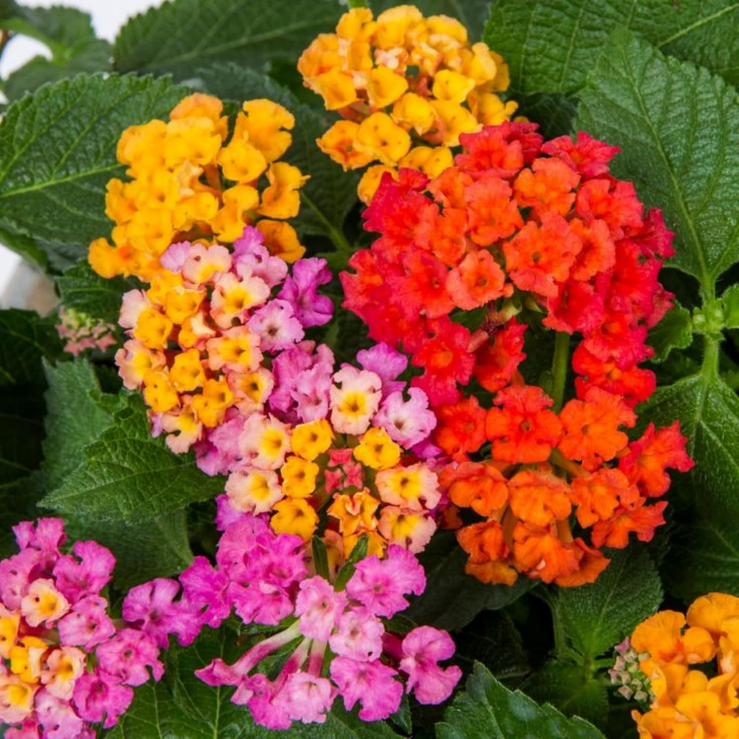 Lantana Flower Seeds for Planting – Mix Color Lantana Seeds to Plant Non-Gmo Per