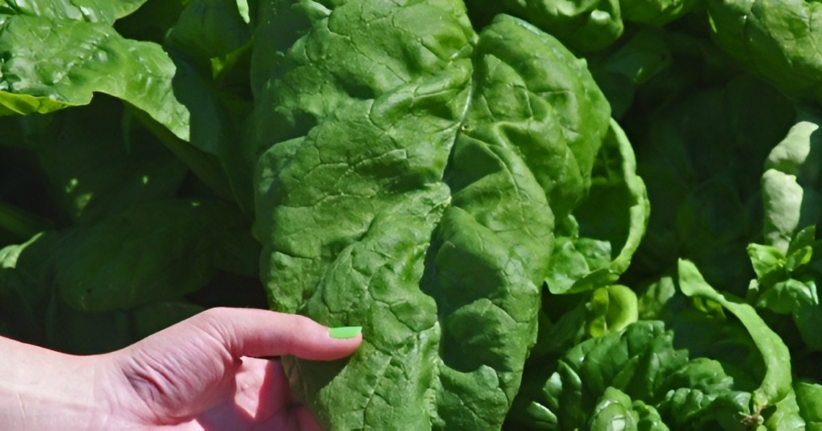 400ct Heirloom Giant Nobel Spinach Seeds – AAS Award Winner – Huge & Flavorful