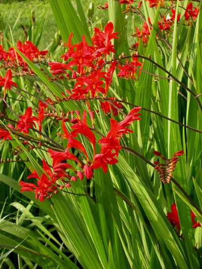 crocosmia lucifer. 112 SEEDS, bright red flowers, EZ to grow seeds, USA seller