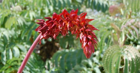 Melianthus Major Shrub 5 Seeds, Exotic Fragrant Giant Honey Bush, Garden Plants