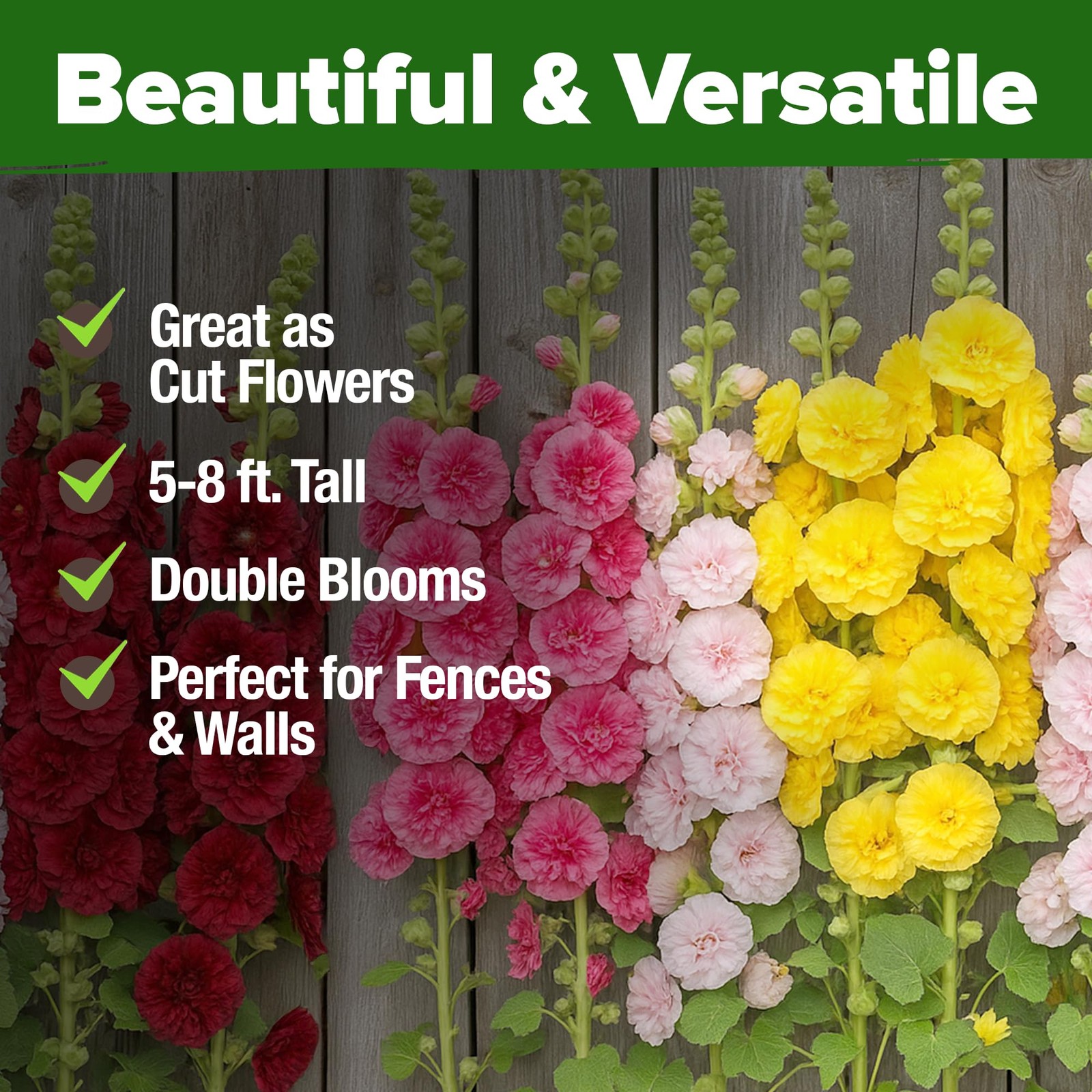 HOME GROWN Hollyhock Summer Carnival Mix Flower Seeds – Alcea Rosea, Premium …