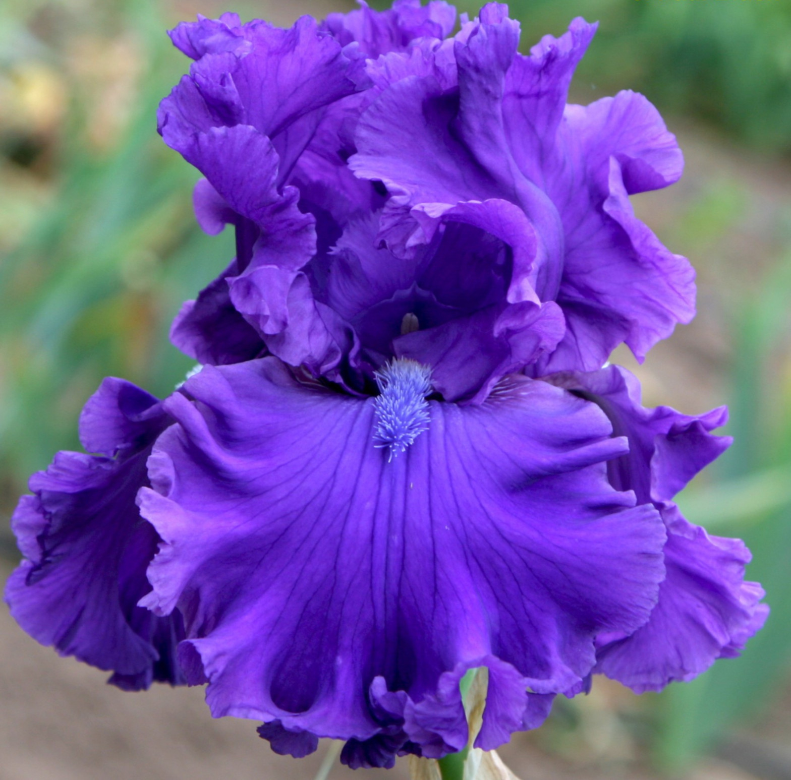 Once Upon A Time – Tall Bearded Iris – P. Black – Combined Ship NOW!