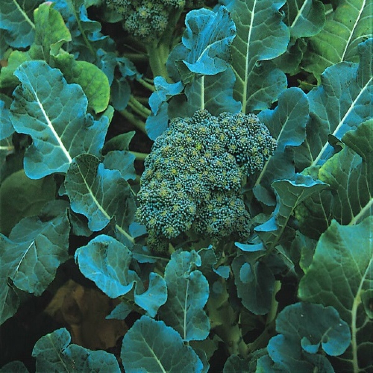 De Cicco Broccoli Seeds 600+ Vegetable NON-GMO ITALIAN HEIRLOOM FREE SHIPPING