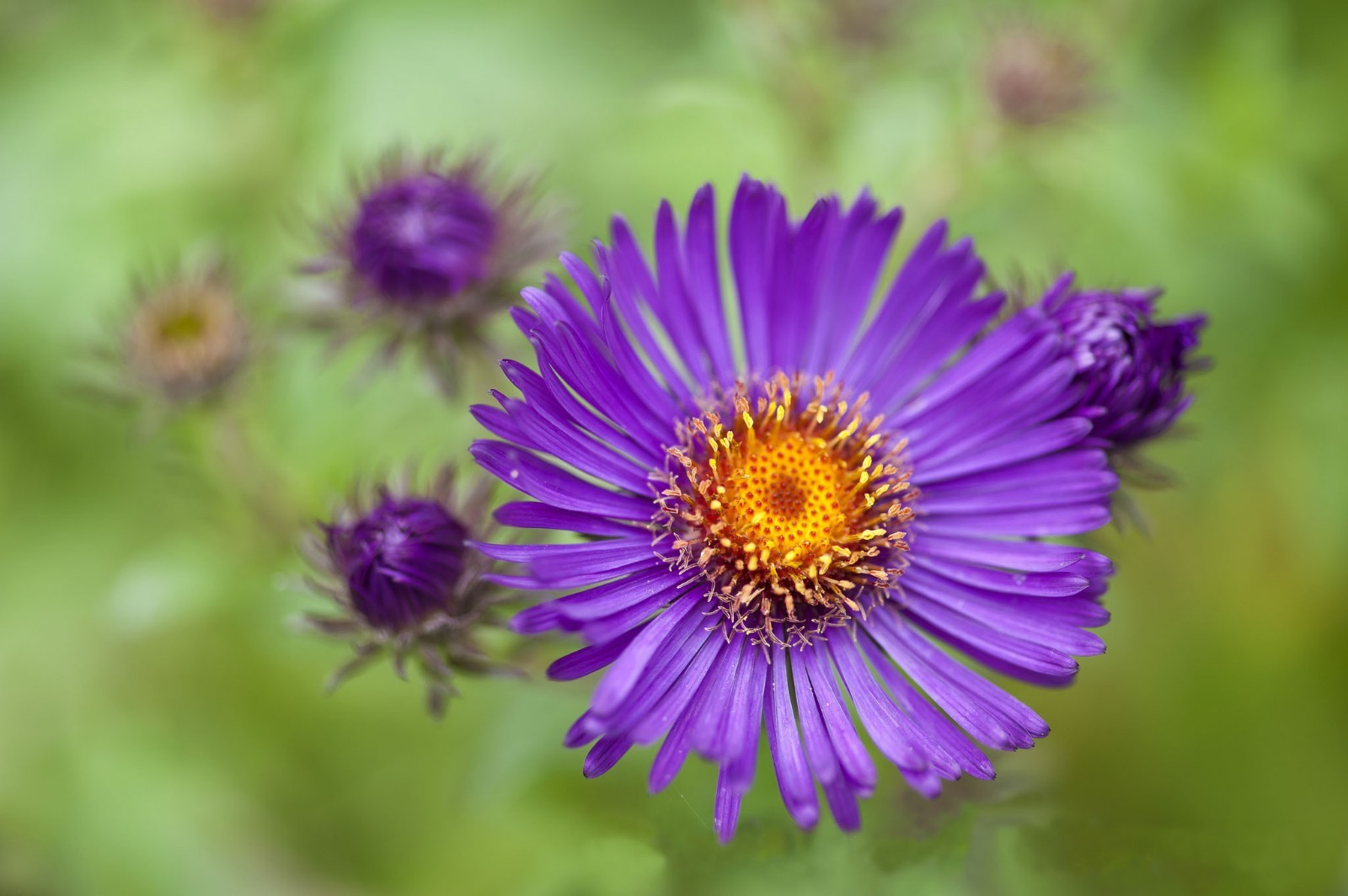 300+GIANT CALIFORNIA CHINA ASTER Mix Seeds Cut Flowers Summer Garden Container