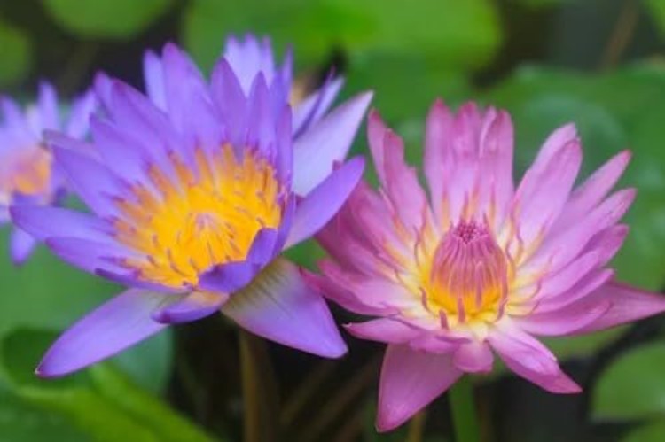160+ Bowl Lotus Seeds for Planting – Water Lily Seeds, Non-GMO Aquatic Plant,…
