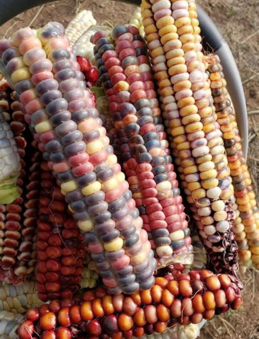 10 Corn Painted Mountain Flour Corn Seeds Rare Multicolor Heirloom For Gardening