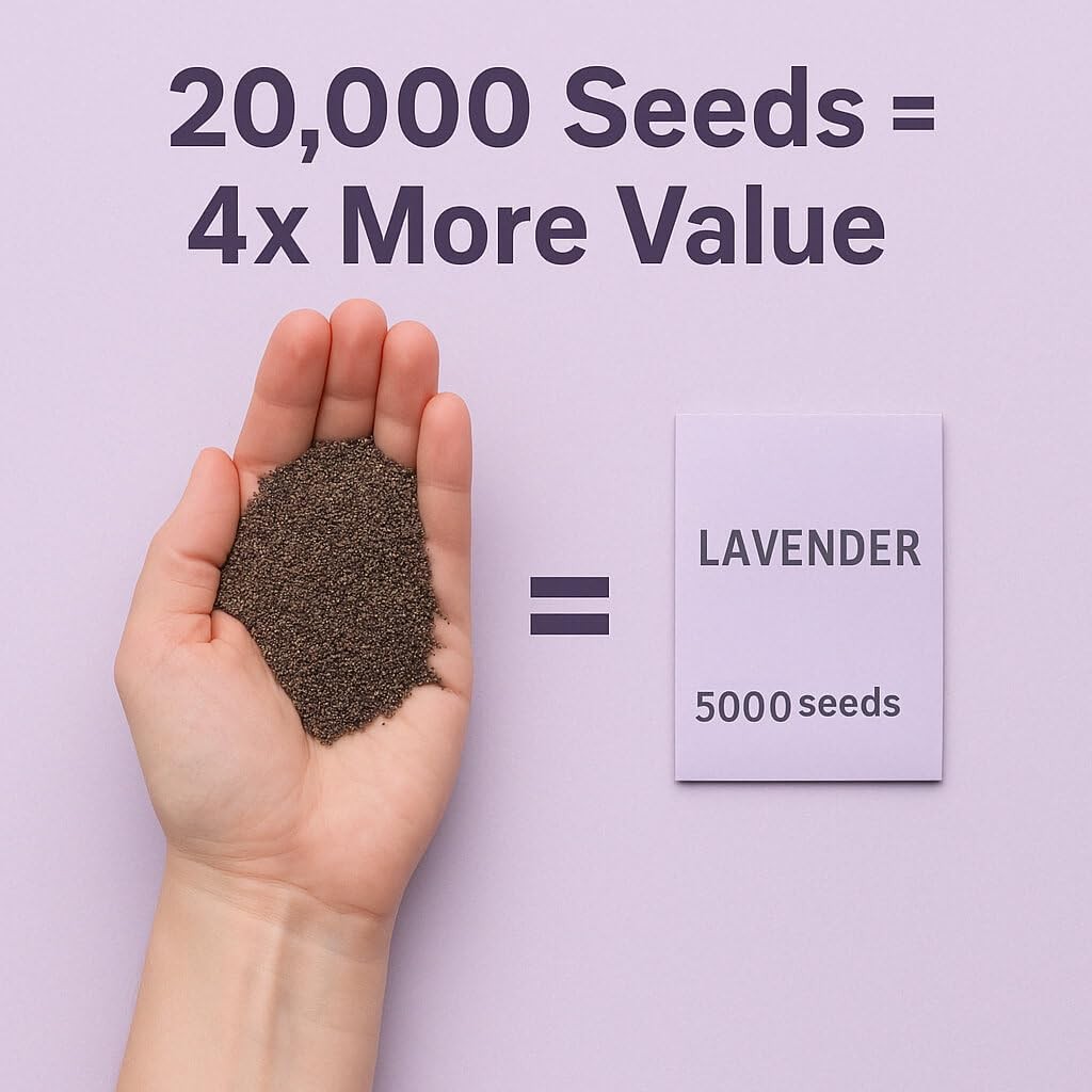 20,000+ Lavender Seeds for Planting Bulk – English Lavender Seeds Indoor & Ou…