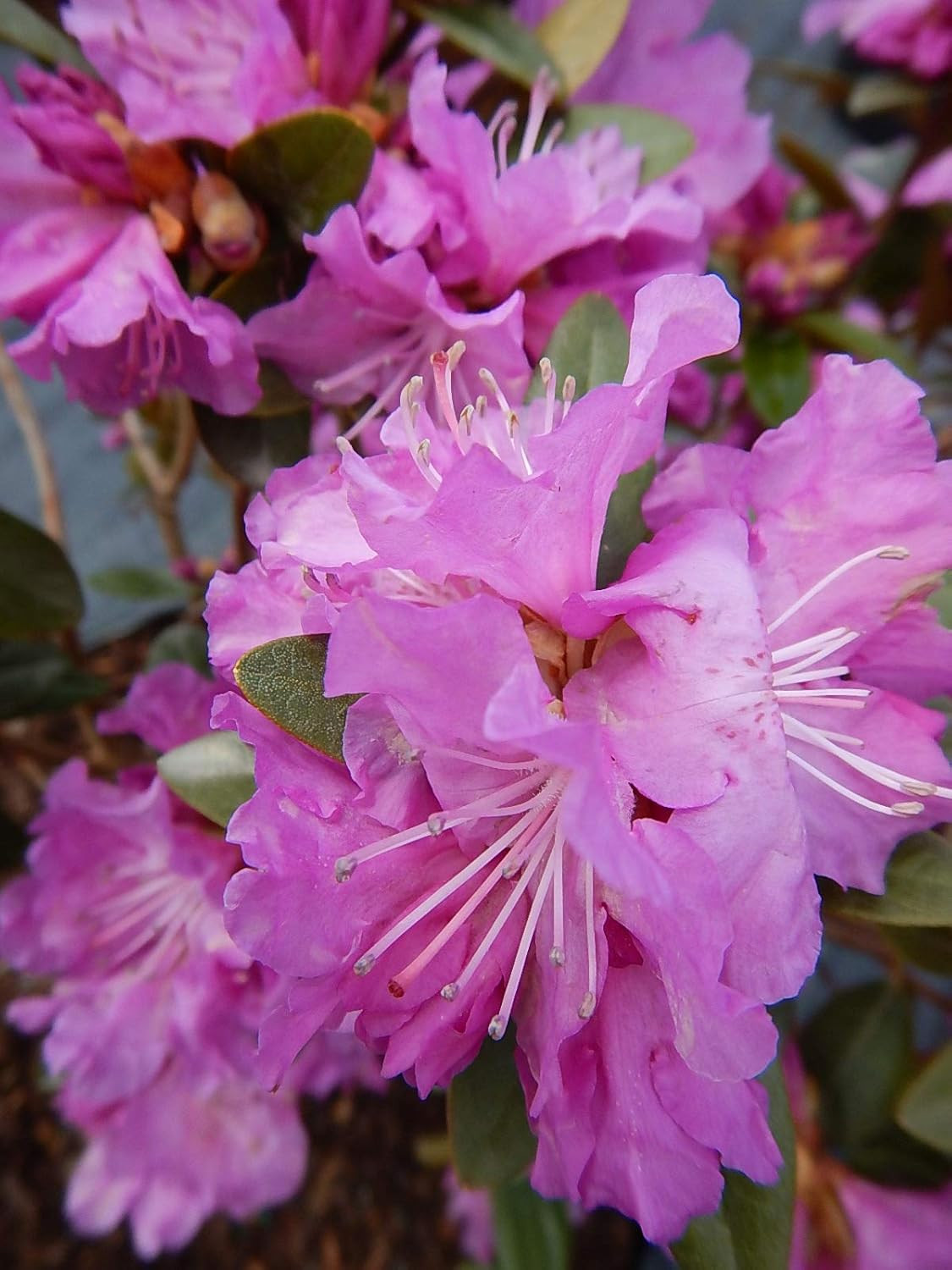 Live Plant, Rhododendron X `PJM Elite` Evergreen Lavender Flowers, 3-Gallon Full