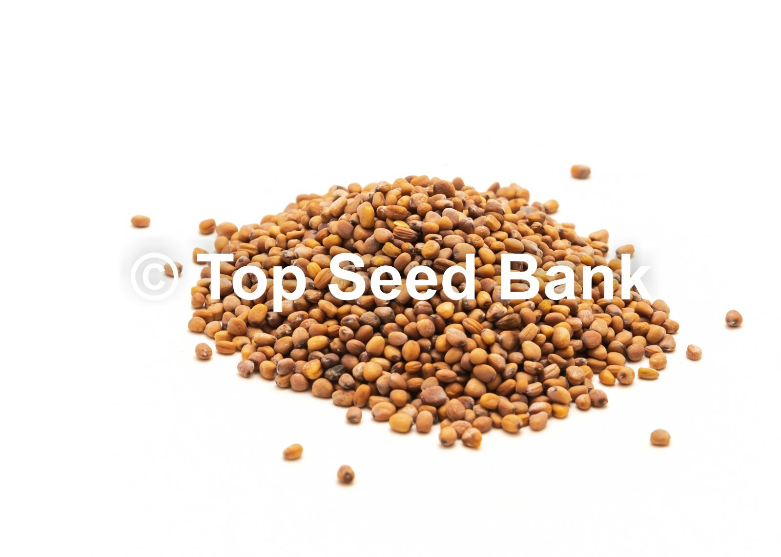 100+ Early Scarlet Globe Radish seeds, 23 Days + Free GIFT | Non-GMO, Heirloom