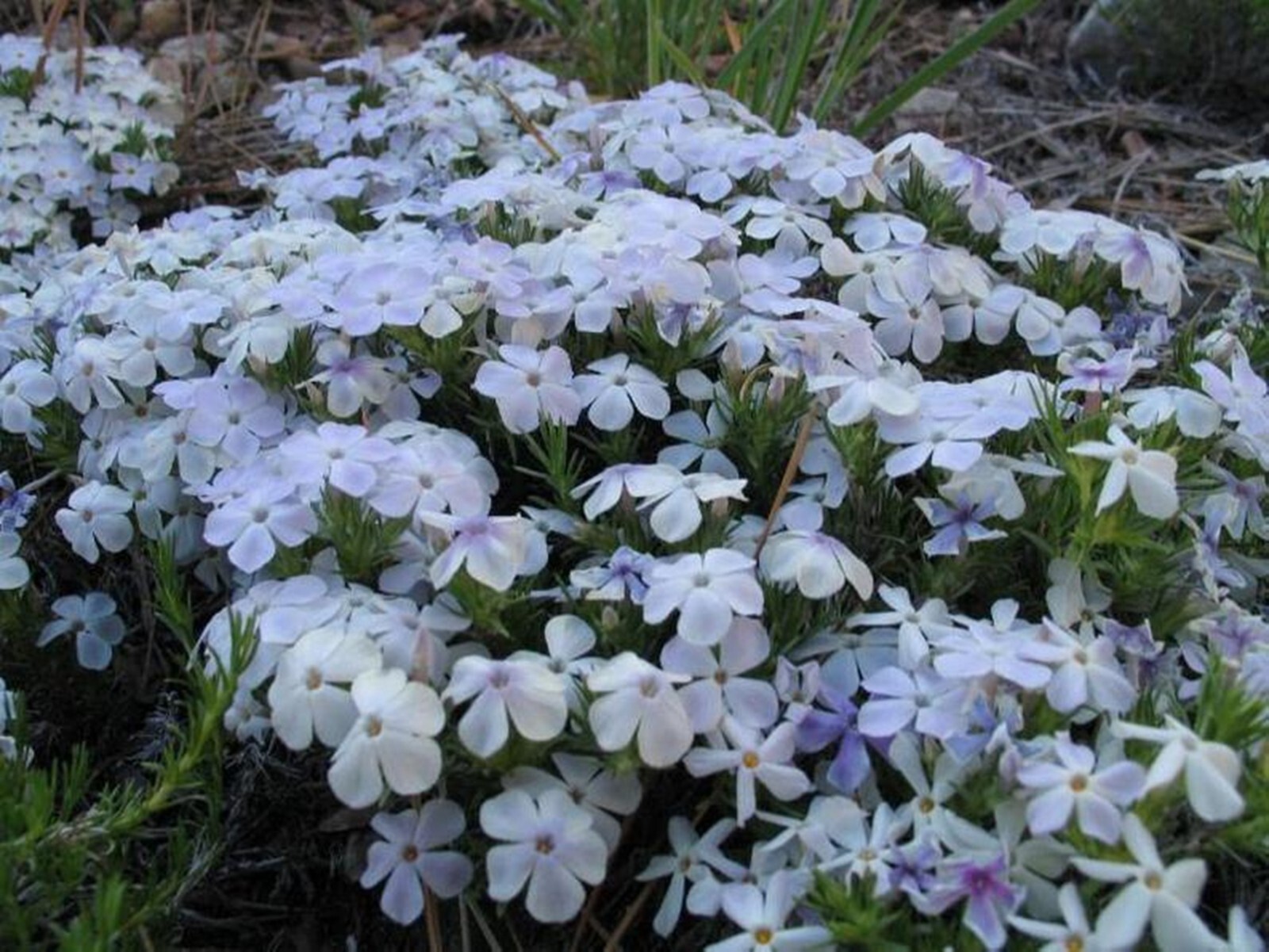 50 Mountain White Phlox Seeds Flower Perennial Seed Bee Flowers US SELLER