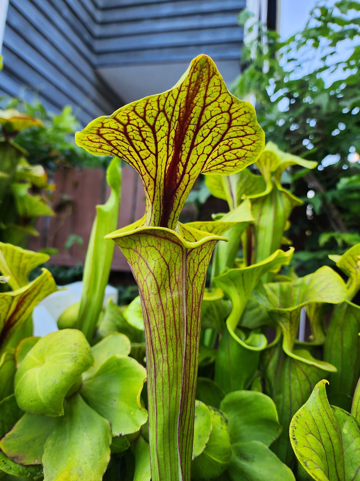 2025 SARRACENIA SEEDS: FLAVA ORNATA SELECT X FLAVA WACCAMAW [CP SEED]