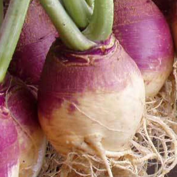 Rutabaga Seed: American Purple Top Rutabaga Seeds Fresh Seed FREE Shipping