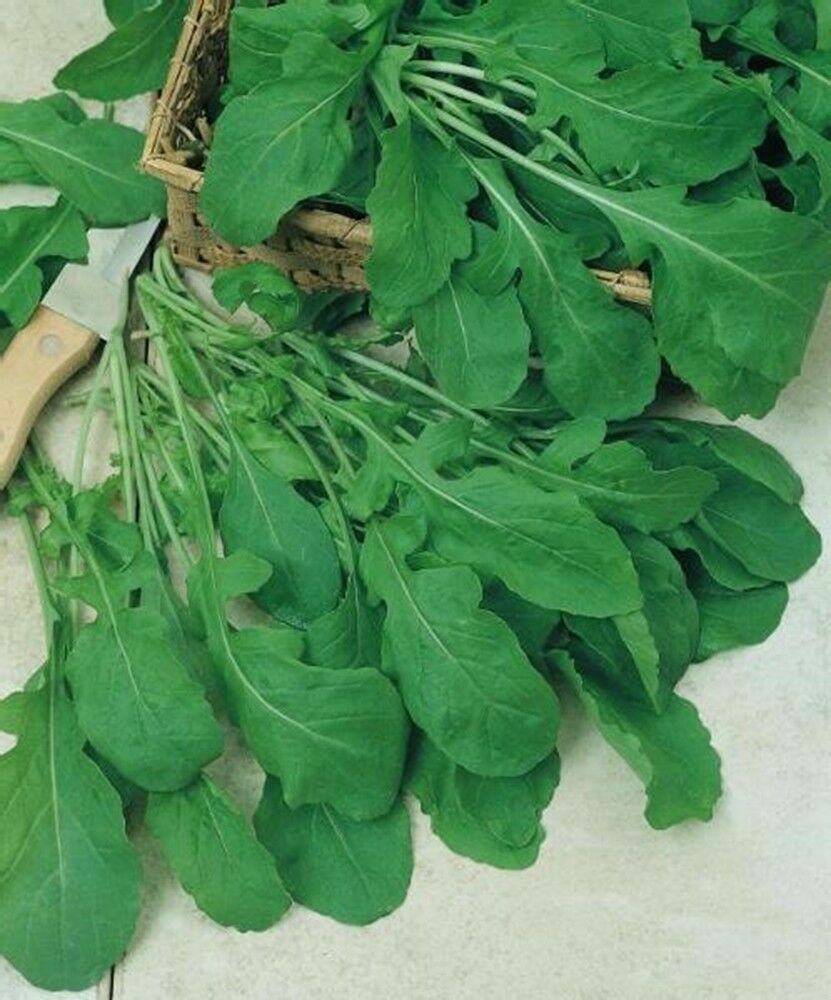 500 Arugula Seeds Eruca Sativa Organic Heirloom