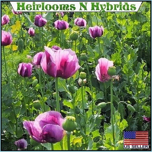 20,000+ Imported Hungarian Papever Somniferum Poppy Seeds For Organic Planting