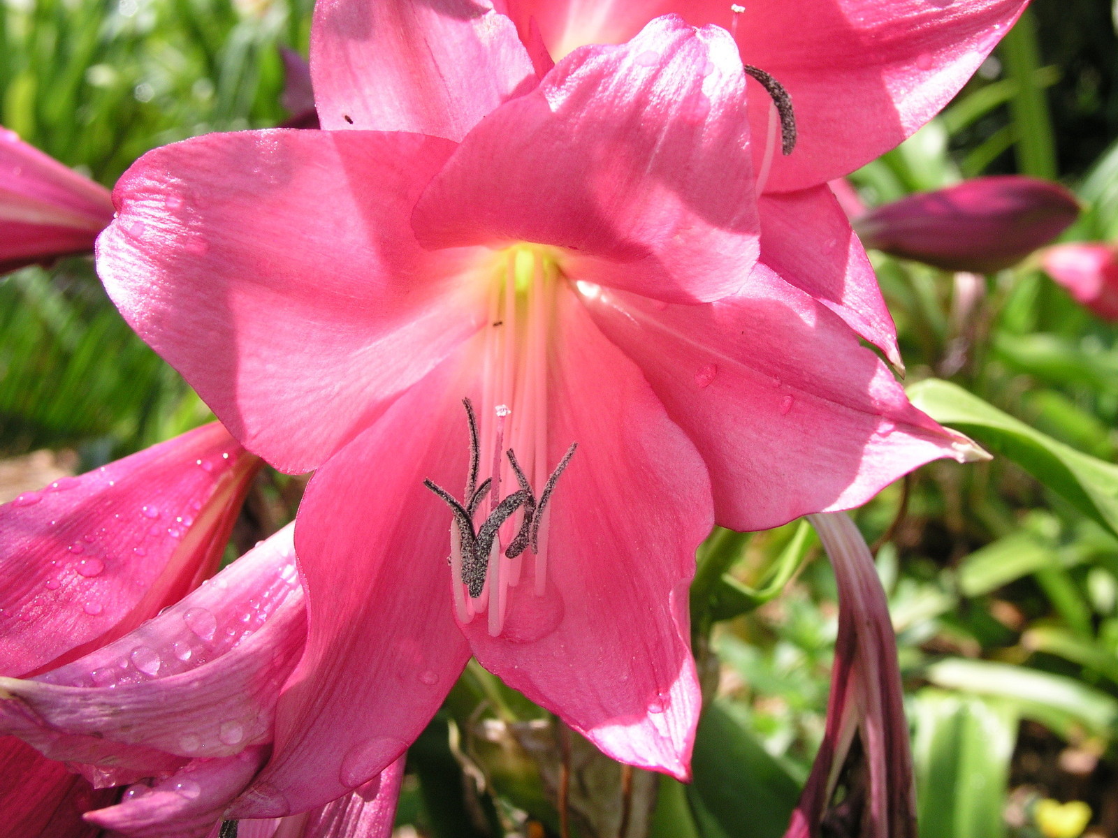Crinum Lily, Magenta Lady, JUMBO, blooming-size bulb