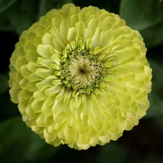 200+ Zinnia ENVY – Elegans —- Lime Green Flowers ———————- RARE