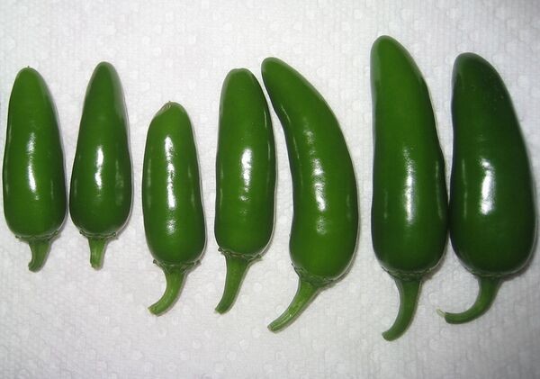 25+ TAM Jalapeno Pepper Seeds Mild Jalapeno Texas A&M Variety NON-GMO Heirloom