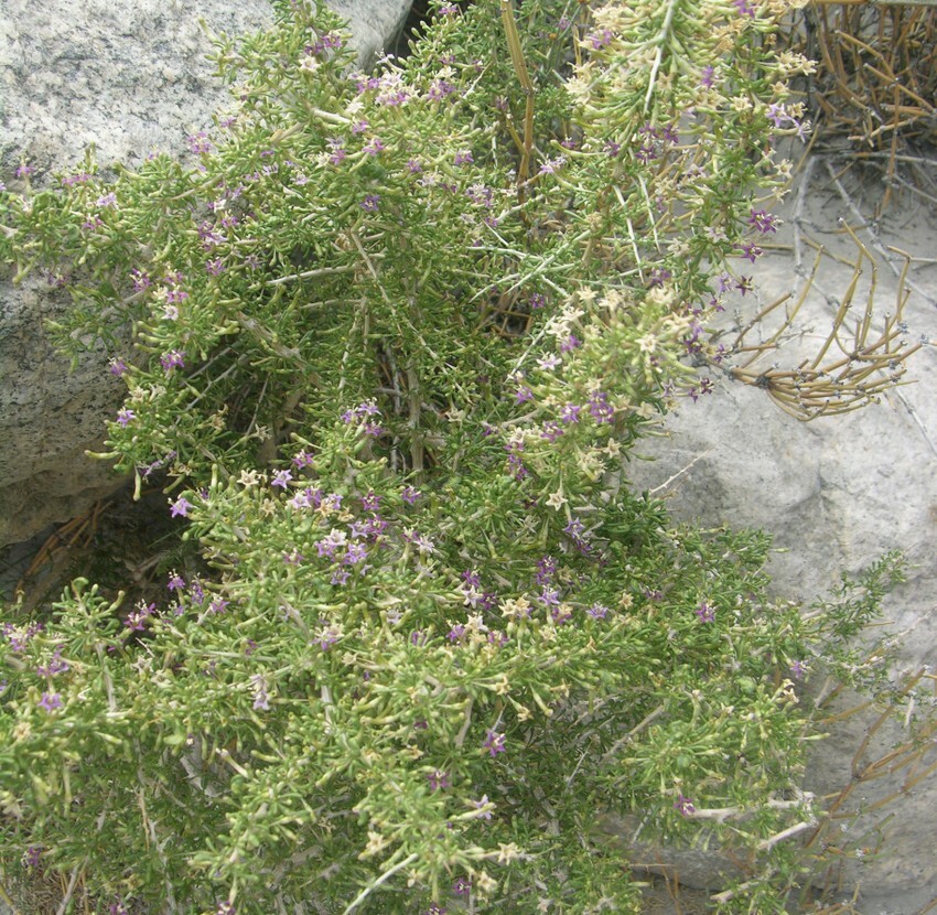Black Goji Berry ~Lycium ruthenicum~ Himalayan Black Wolfberry Seeds ~ Rare