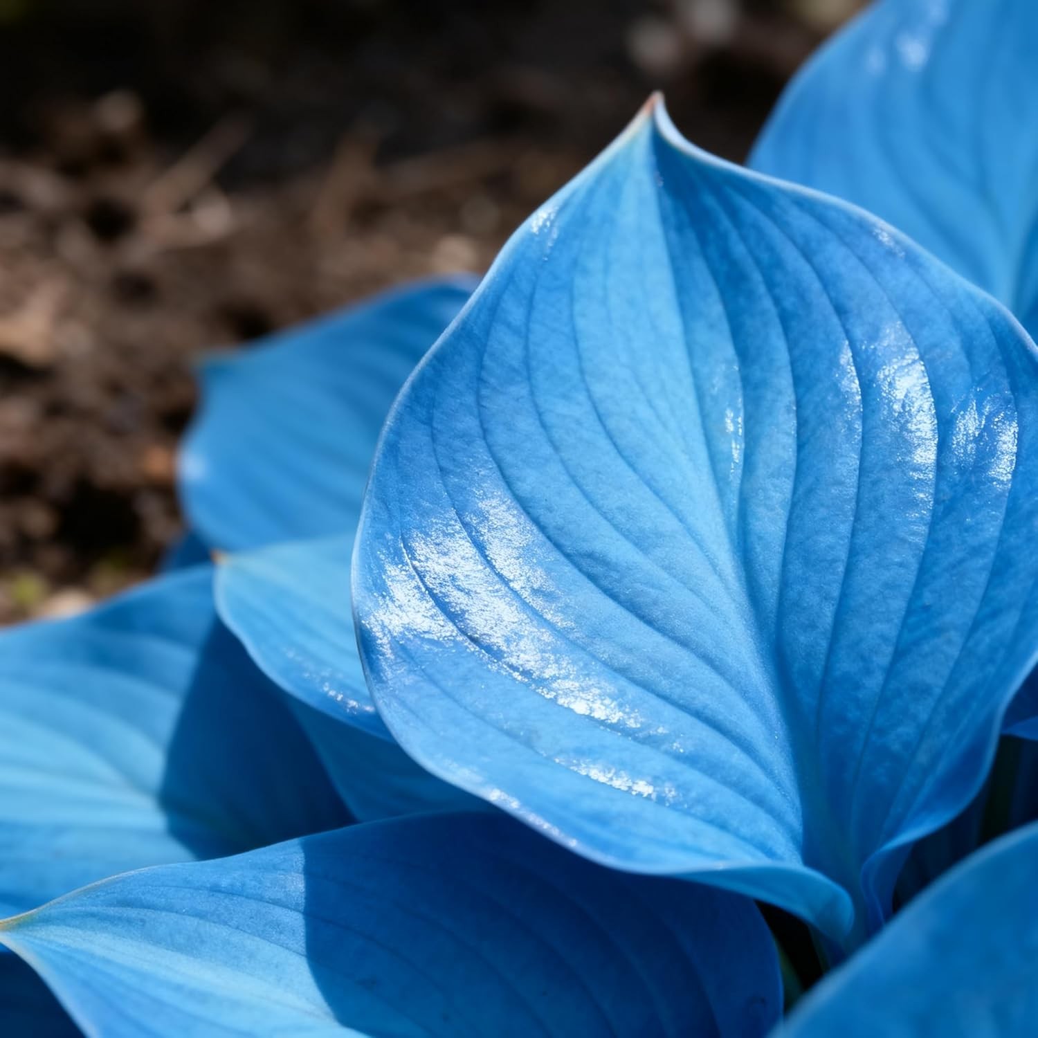 200+ Mixed Perennial Hosta Seeds for Shade Garden & Pollinator Attraction