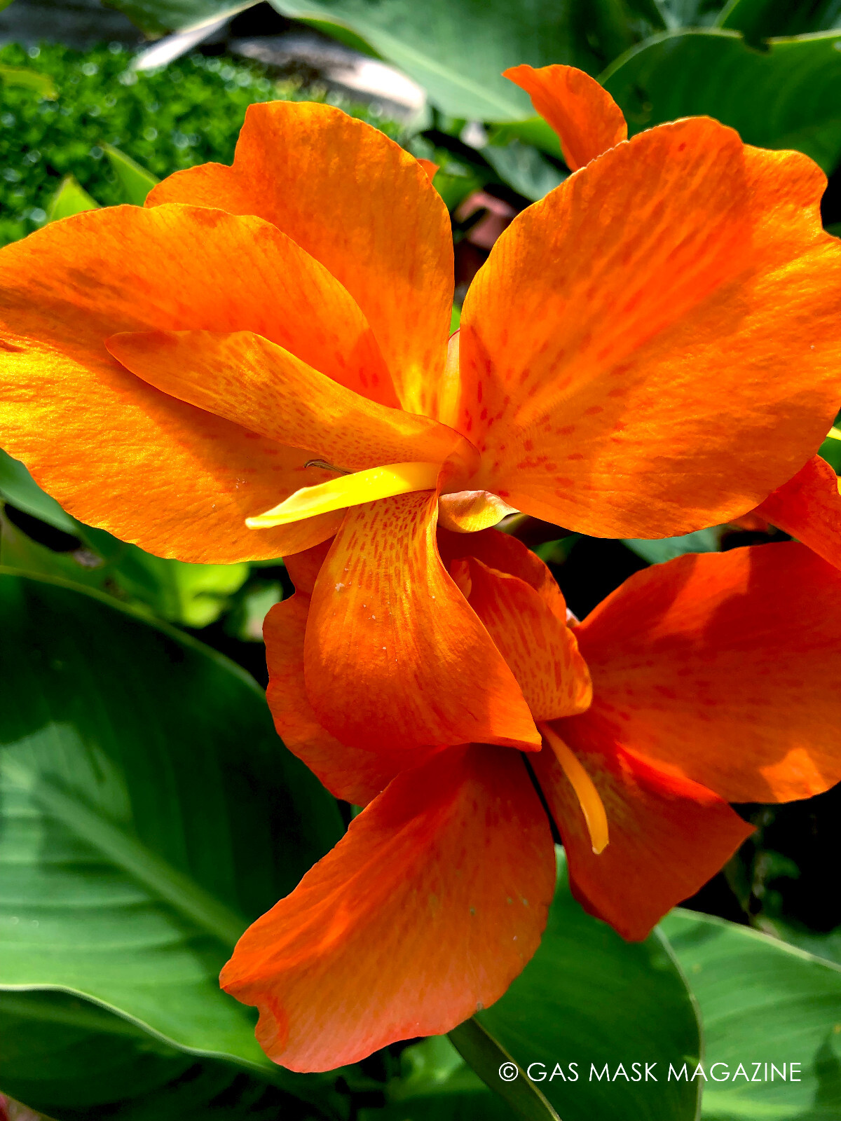 Orange Shades Cannova Canna Lily Live Plant Rhizome