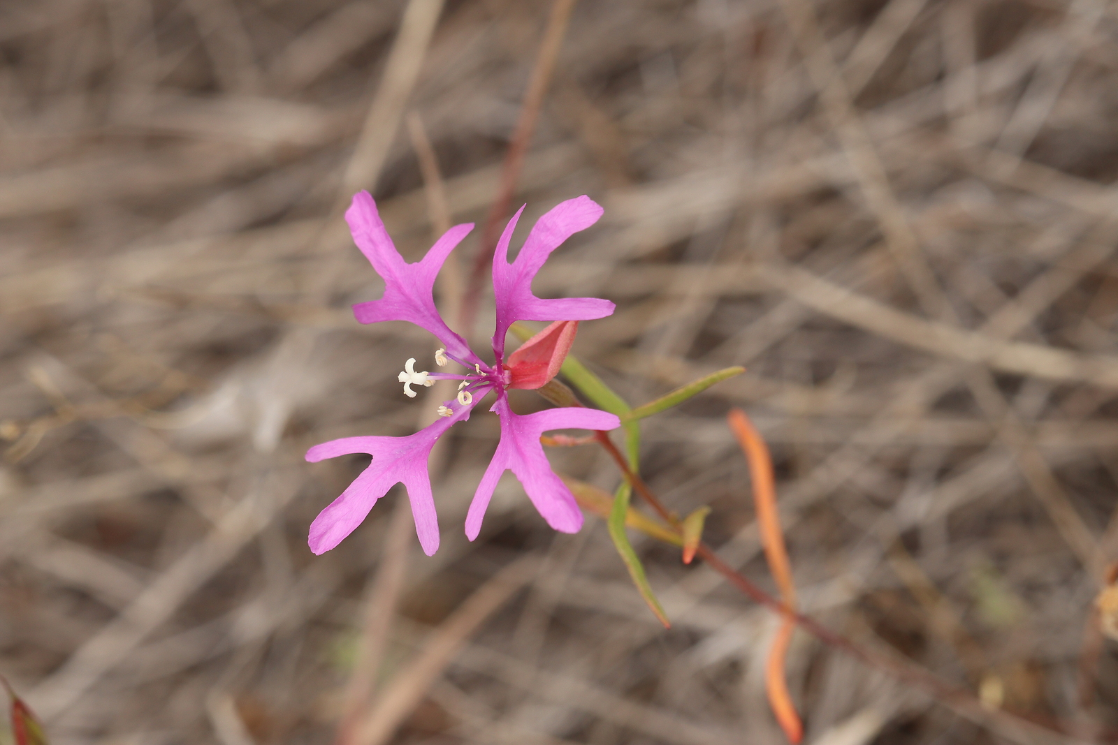 500 CLARKIA PULCHELLA Seeds (Deerhorn Clarkia) | NON-GMO | Free shipping