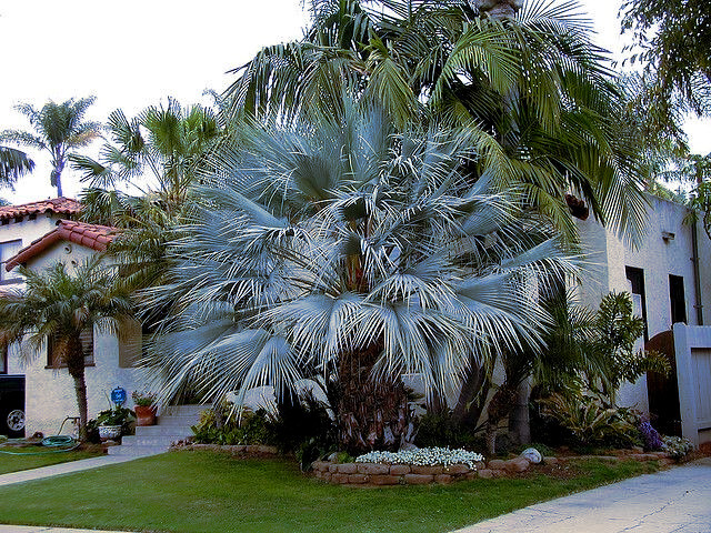 20 Mexican Blue Hesper Fan Palm Tree Seeds Grey Goddess Tropical Cold Hardy!