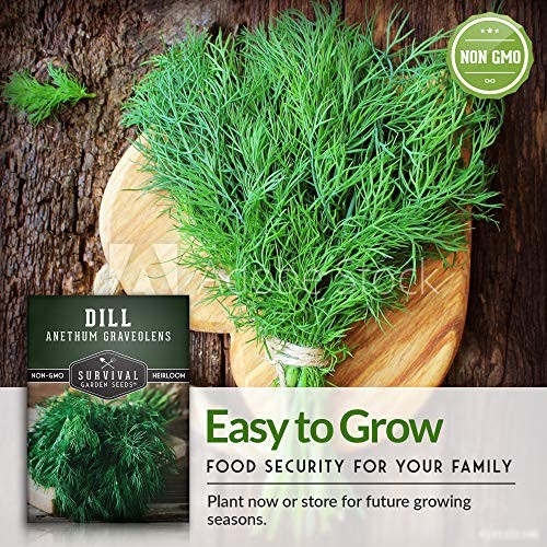 Easy to Grow Herb Seeds Variety Pack | 5 Heirloom Kitchen Herbs for Planting –