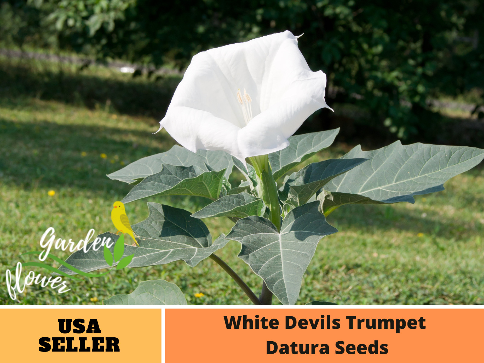 25 Seeds| White Datura Flowers Seeds#G006
