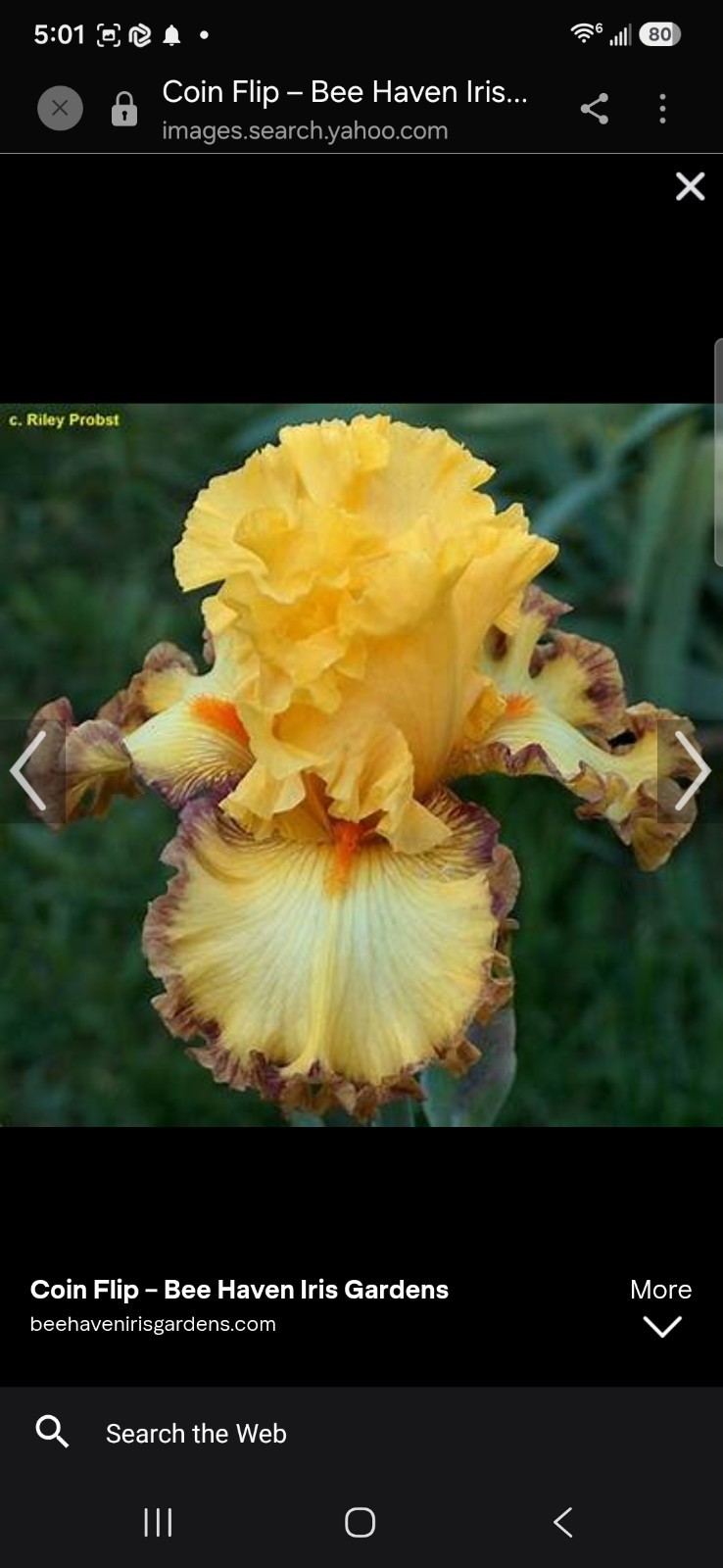 coin flip very very rare iris on sale 1x on Sale Only a few left