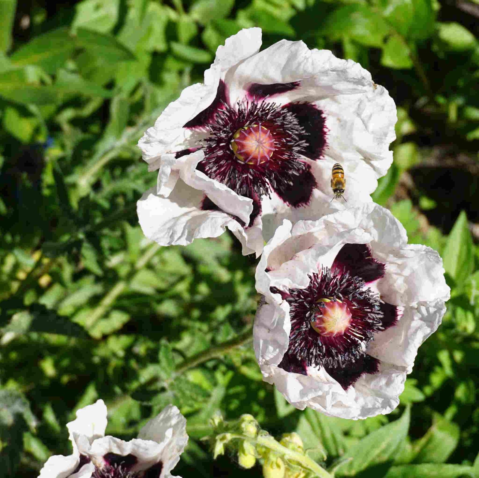 Poppy – Papaver orientale – Royal Wedding seed