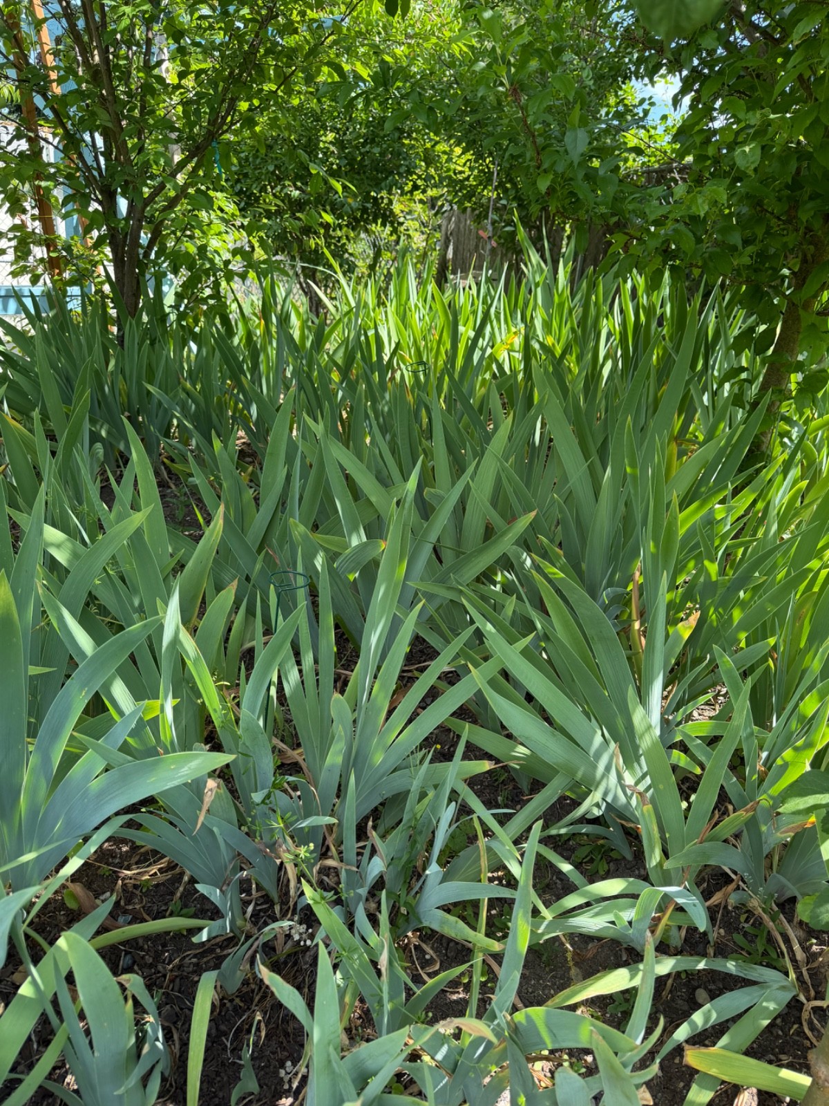 20 tall bearded iris rhizomes