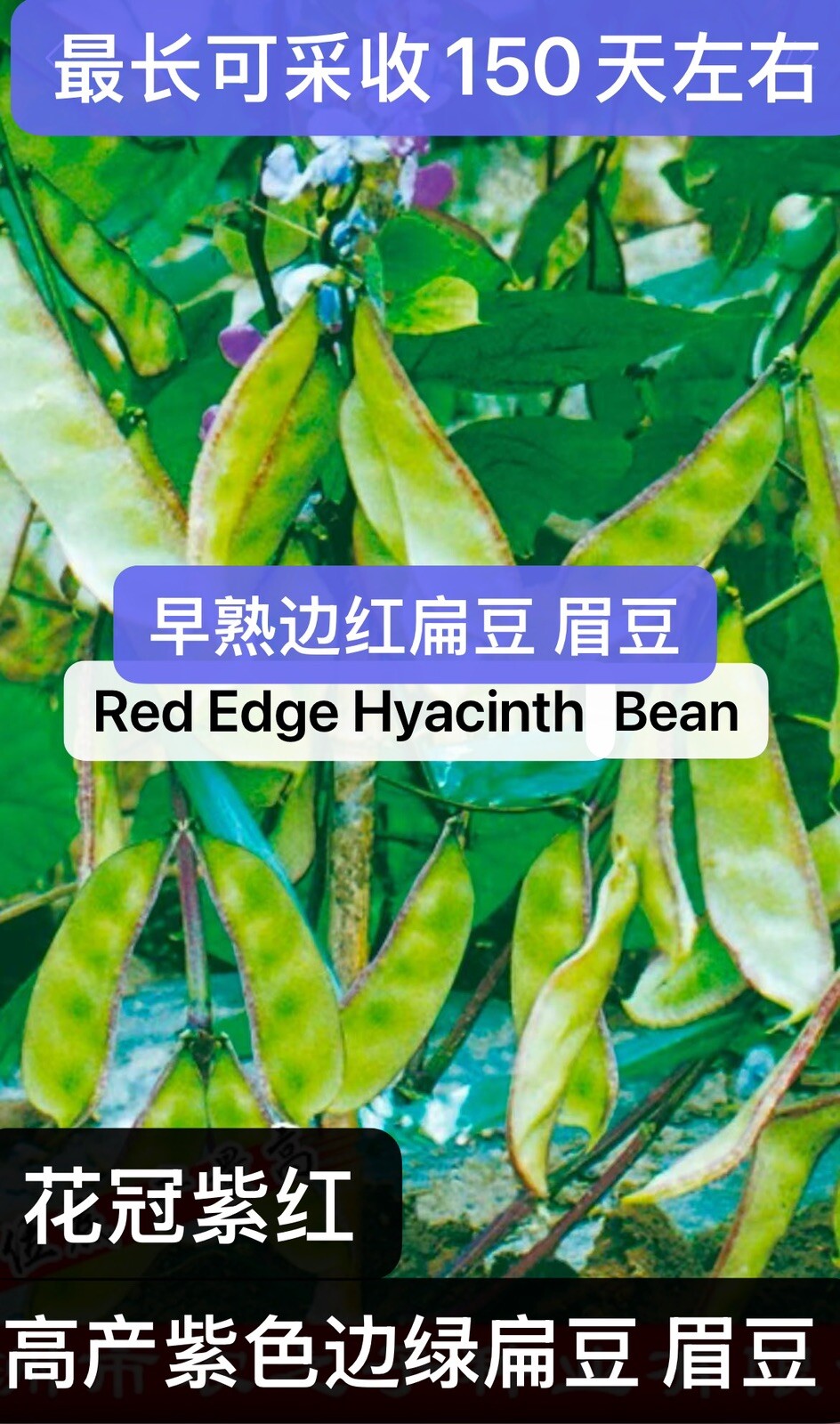 15CT Red Edge Hyacinth Bean Heirloom Vine Flat Bean Seeds15粒早熟边红高产扁豆眉豆 2024年产新种子