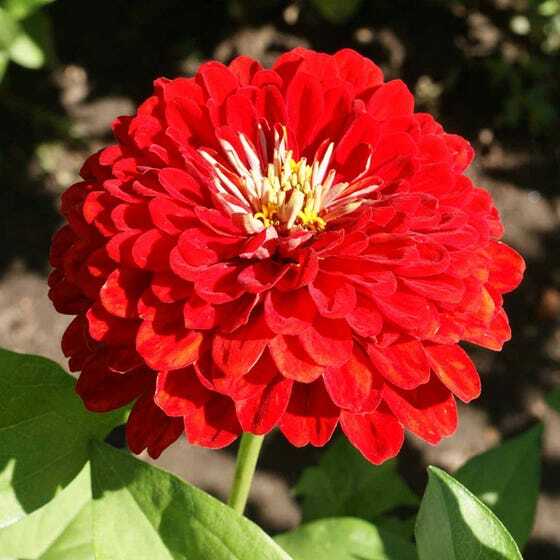 Zinnias CONFETTI Mixed Colors HEIRLOOM Bees Butterflies Pollinators 100 Seeds!