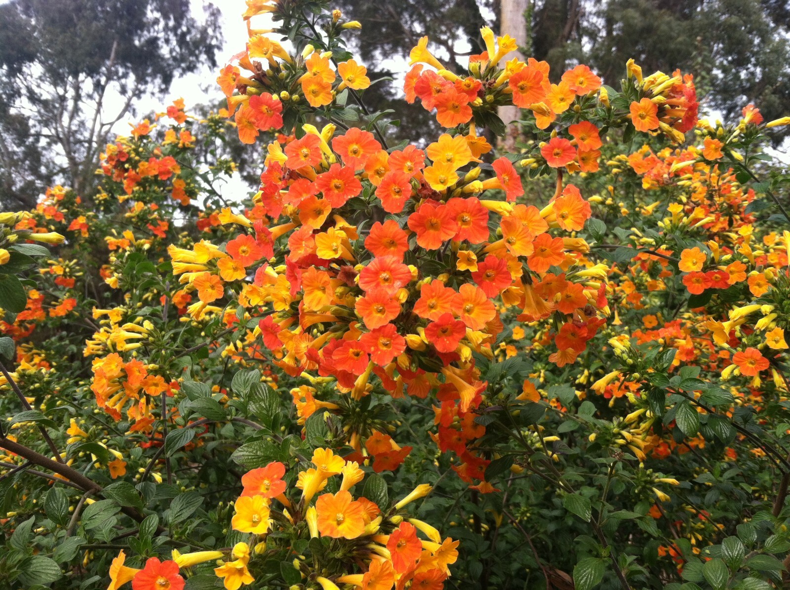 Streptosolen jamesonii | marmalade bush | fire bush 10 seeds