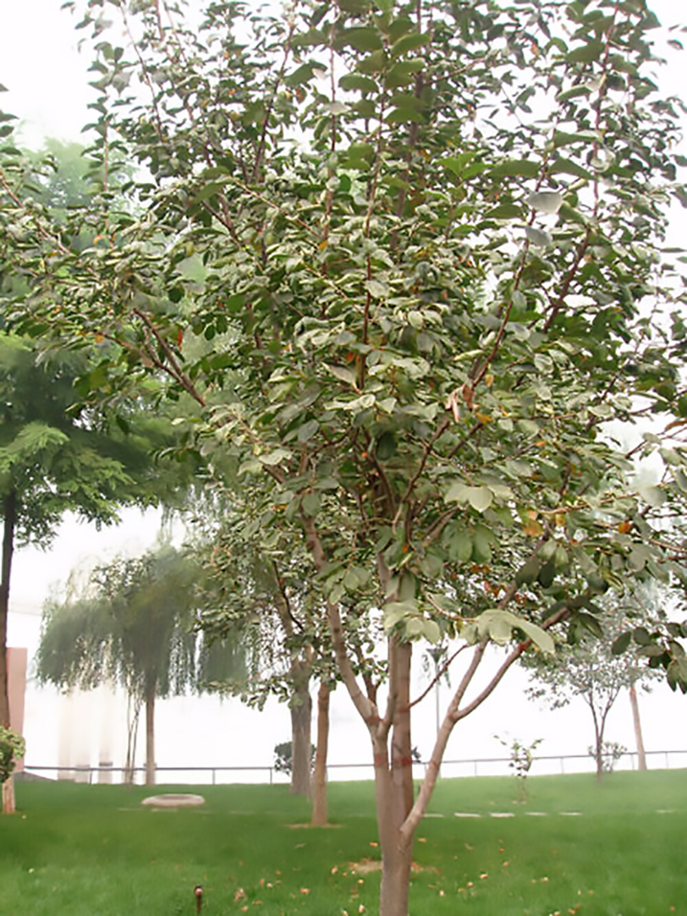 Japanese Persimmon, Diospyros kaki, Tree Seeds