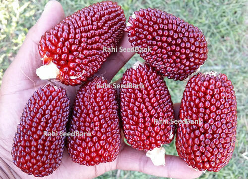 Strawberry Corn – An Amazingly Beautiful & Gorgeous Ornamental Popcorn Variety!